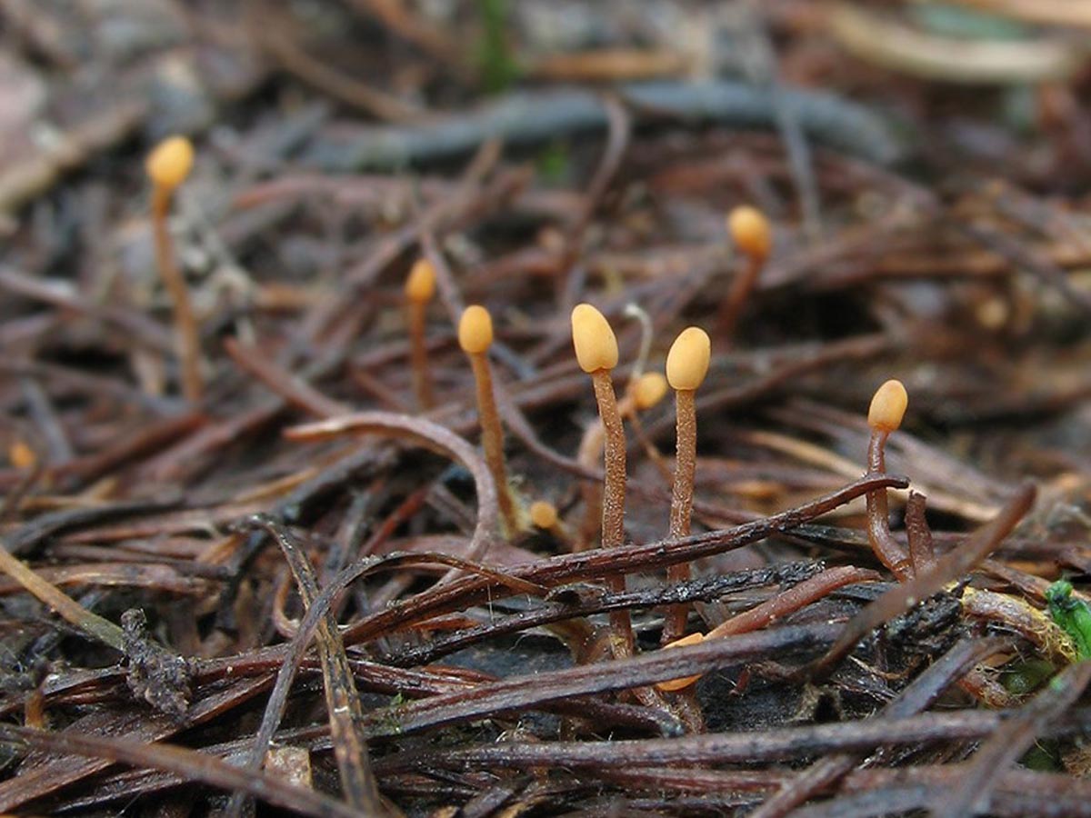 Представитель Семейства Hemiphacidiaceae